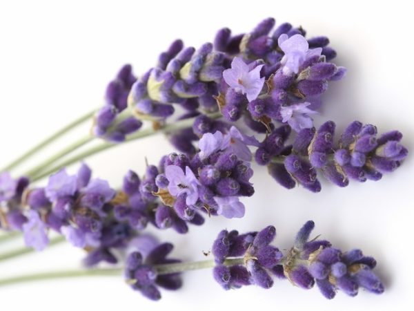 aceite lavanda casero