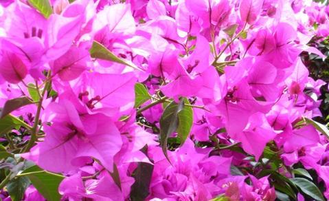 bugambilia-propiedades-y-beneficios-propiedades